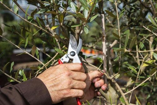 Felco 11 metszőolló