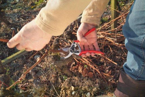 Felco 11 metszőolló