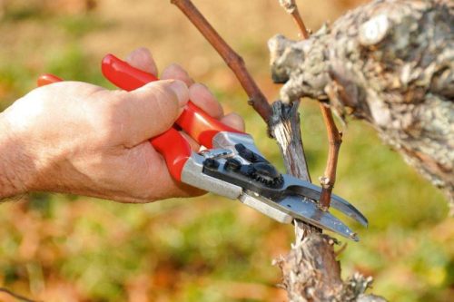 Felco 6 metszőolló