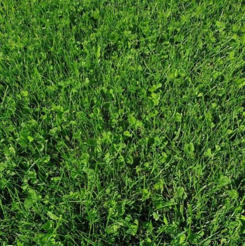 Kiepenkerl Naturrasen fűmagkeverék 10kg