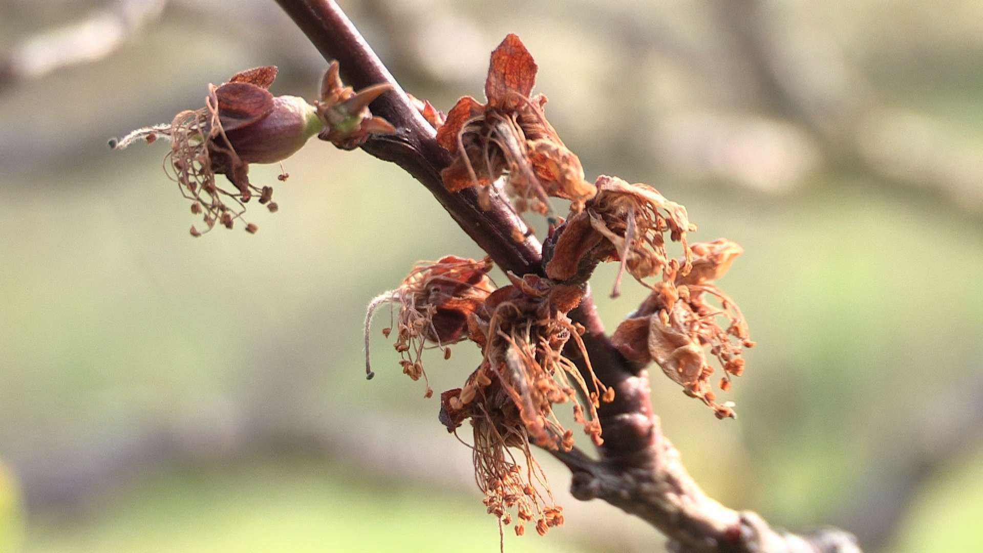 Fagykár a gyümölcsösben