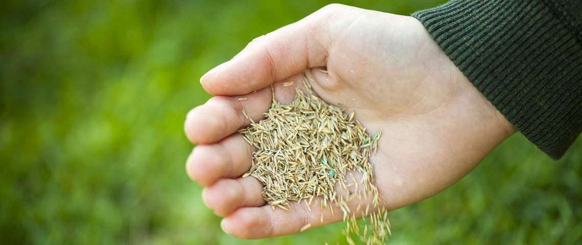 Gyep helyes felülvetése ősszel