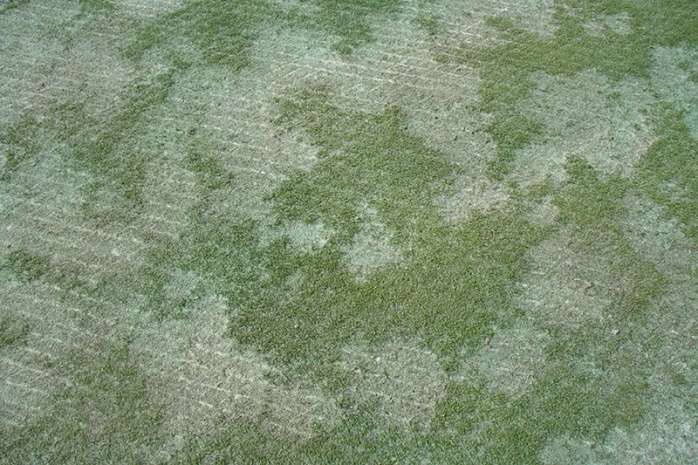 Dollárfolt tünete gyepfelületen