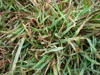 Levélfolt tünetek fúszálon