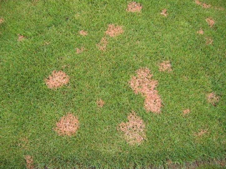 rozsdagomba foltok gyepben