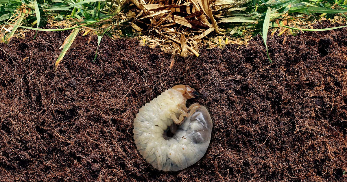 Talajlakó károsítók elleni védekezés entomopatogén fonálférgekkel