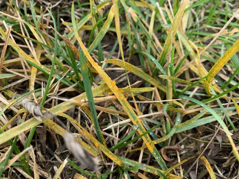 Mit tegyünk, ha rozsdagomba jelenik meg a gyepben?