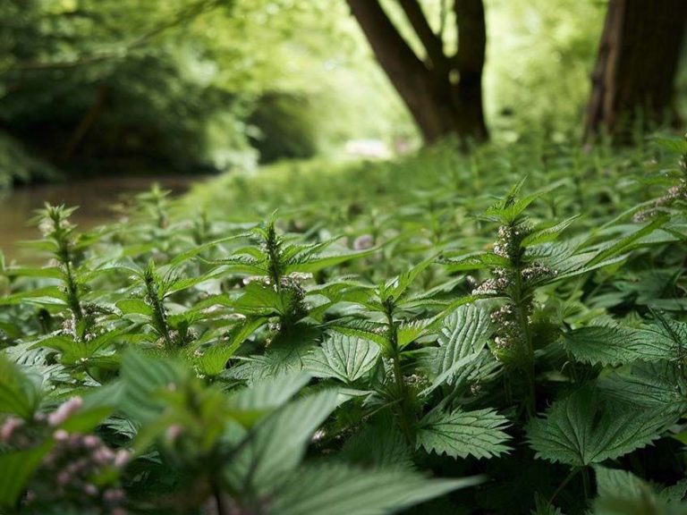 A csalán felhasználási feltételei
