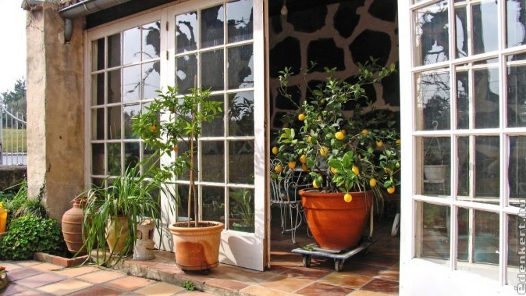 Kerti növények teleltetése